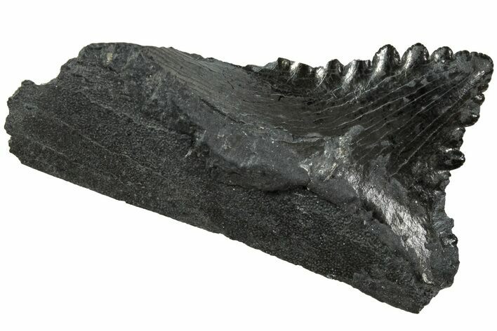 Bizarre Edestus Shark Tooth In Jaw Section - Carboniferous #231944